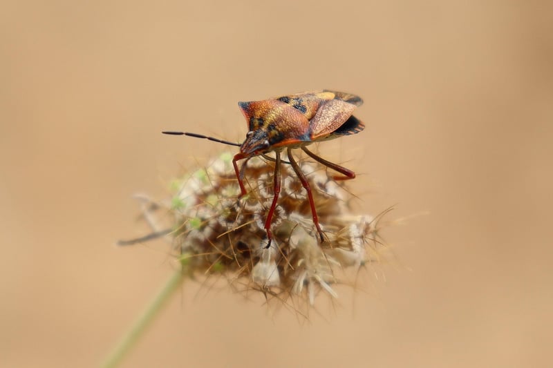 Identifying Bugs