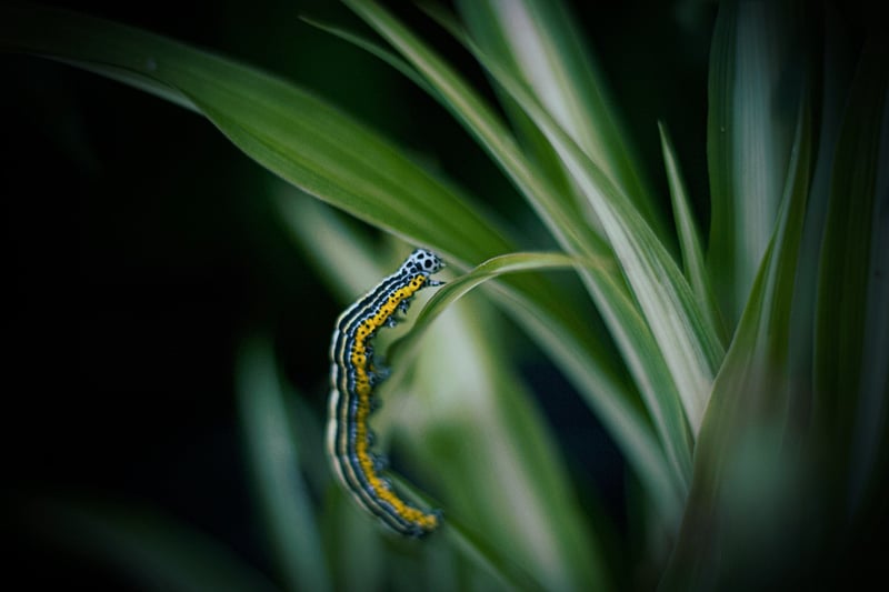 Caterpillar