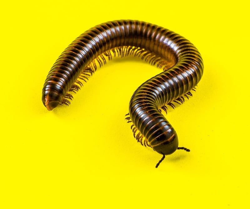 Millipede in the garden