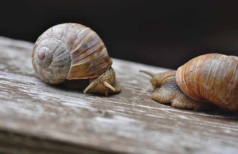 Snail